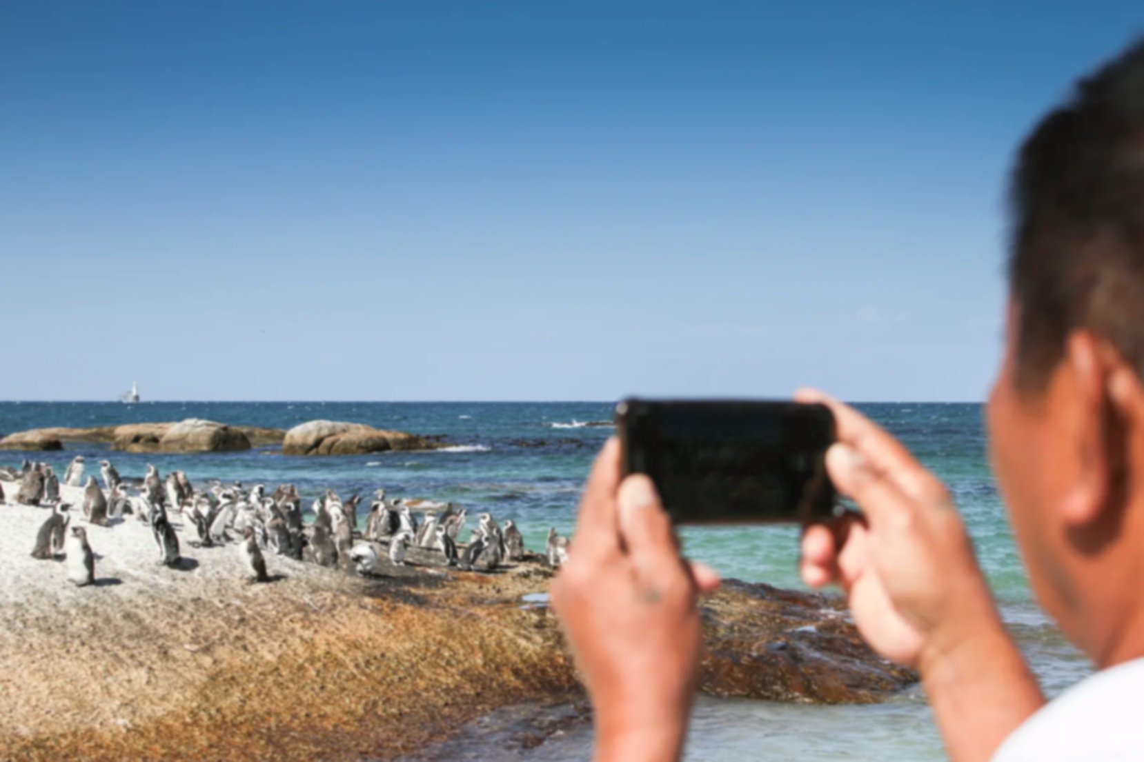 Tourist taking photos on mobile phone of penguins